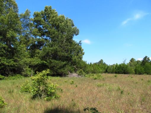 Open Field