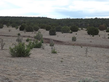 View Of Meadow And Trees