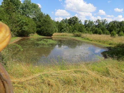 Pond