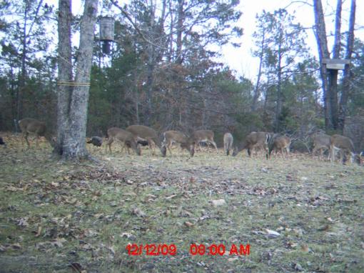 Wildlife