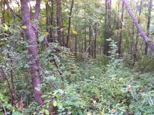 18 Acres Hunting Land