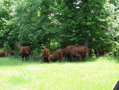 Some Of The Devon Cattle