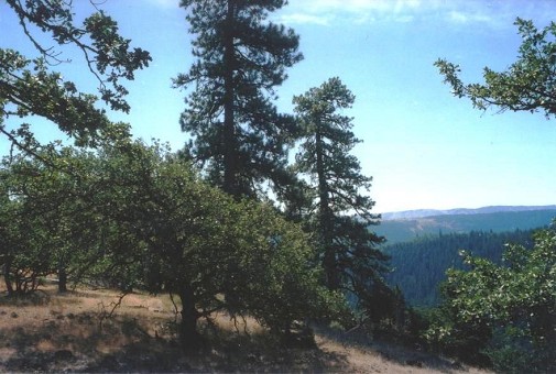 Canyon View