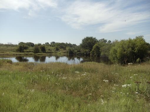 Stock Pond