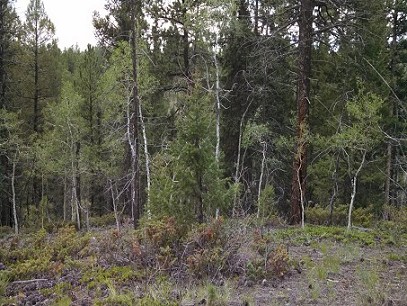 Very Heavily Treed