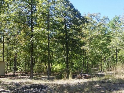 Woods