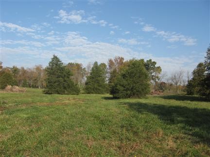 Fescue Pasture