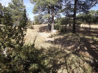 Trees