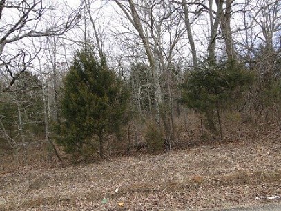 Land Scene
