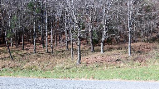 Wooded Lot