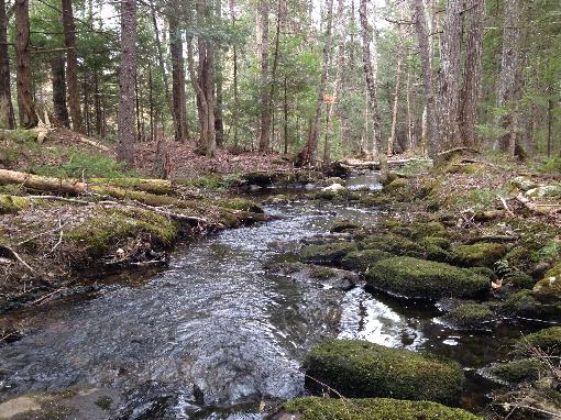 Alder Stream