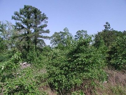 Timber Tract
