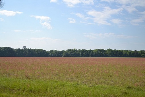 Open Farm Land