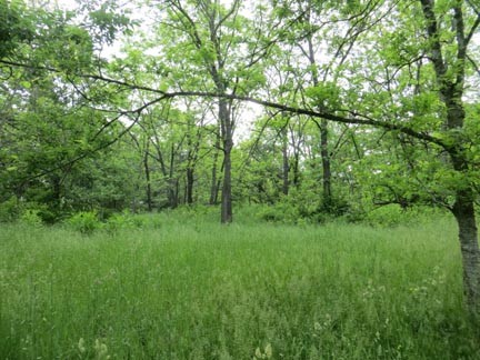 Open Area