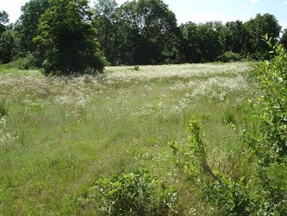 Land View