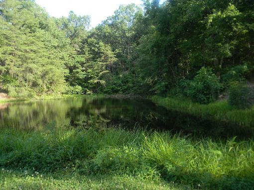 Pond