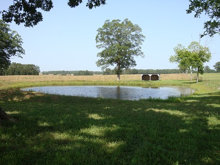 Pond