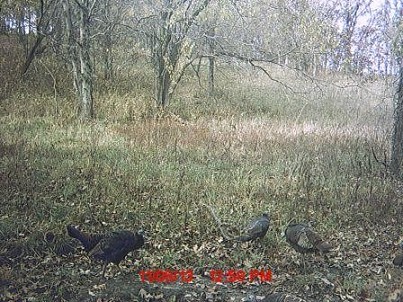 Wildlife