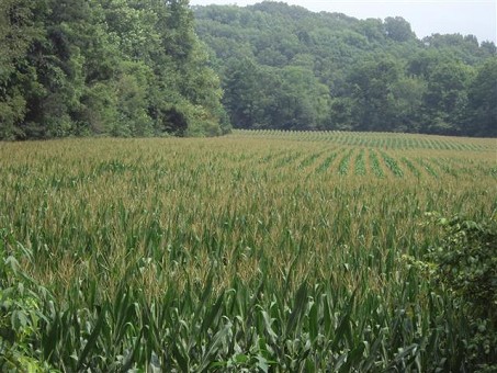 Corn Field