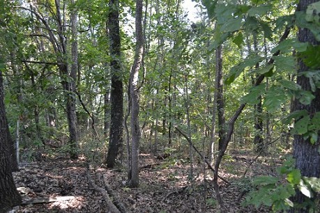 Marketable Timber