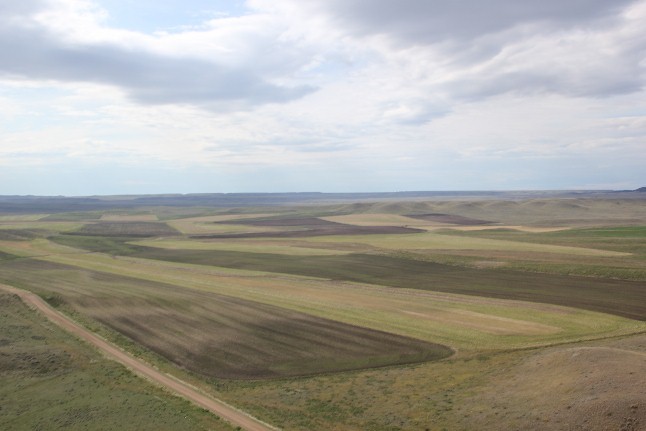 Rotation Crop - Seeded To Winter Wheat