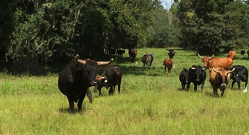 North Florida Ranch, Hamilton County, Fl