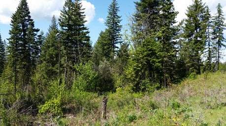 Wilderness Point Parcel A