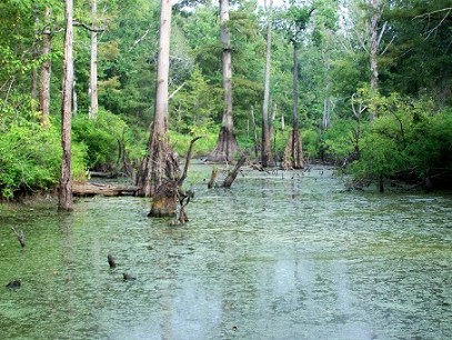 Duck Slough