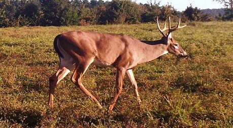 Deer 1