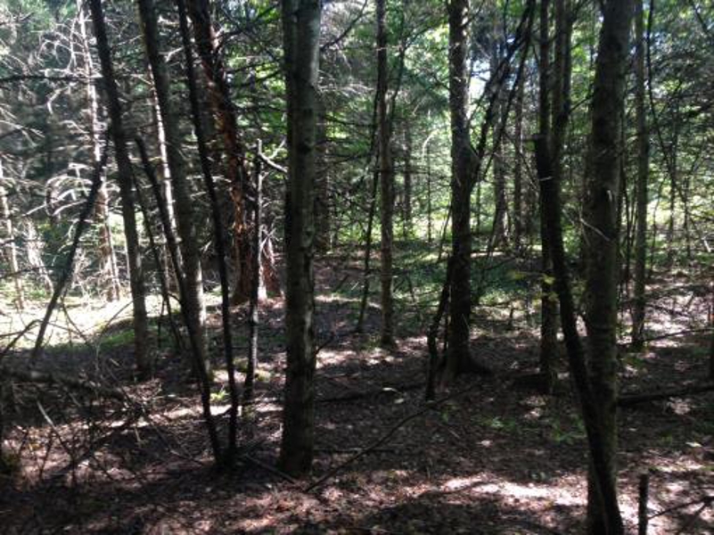 Maine Land For Sale In Stacyville Maine