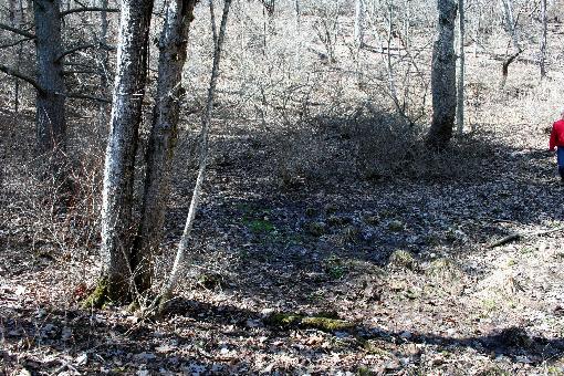 Forest Covered 52.5 Ac.