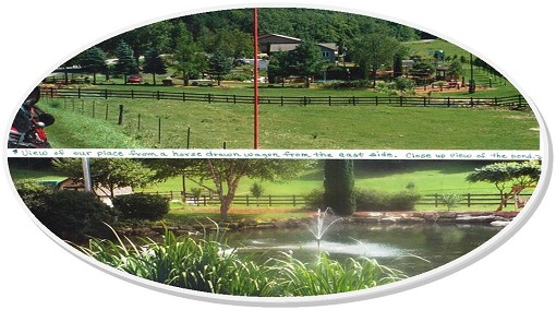 View From A Horse Drawn Wagon
