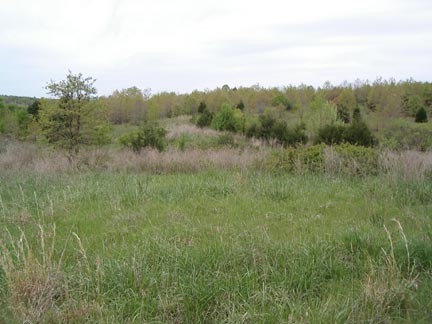 Pasture & Trees