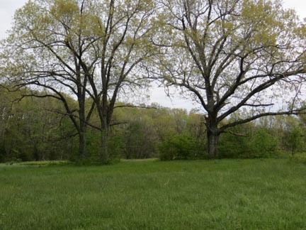 Oak Trees