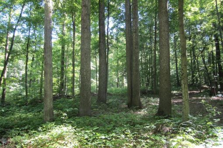 Indiana Hunting Property For Sale | Timberland - image 27