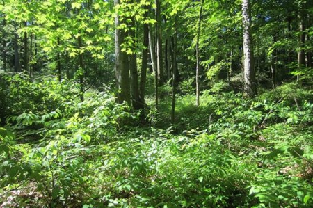 Indiana Hunting Property For Sale | Timberland - image 28