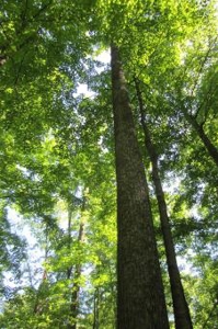 Indiana Hunting Property For Sale | Timberland - image 29