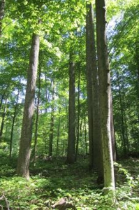 Indiana Hunting Property For Sale | Timberland - image 30