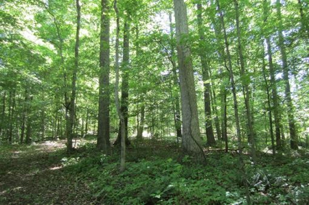 Indiana Hunting Property For Sale | Timberland - image 23