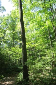 Indiana Hunting Property For Sale | Timberland - image 5