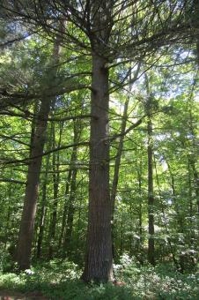 Indiana Hunting Property For Sale | Timberland - image 13