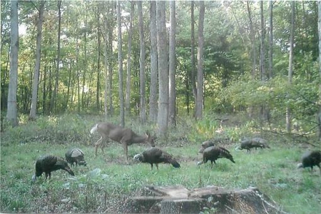 Indiana Hunting Property For Sale | Timberland - image 19