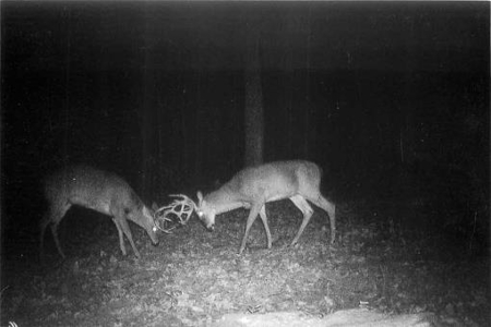 Indiana Hunting Property For Sale | Timberland - image 21
