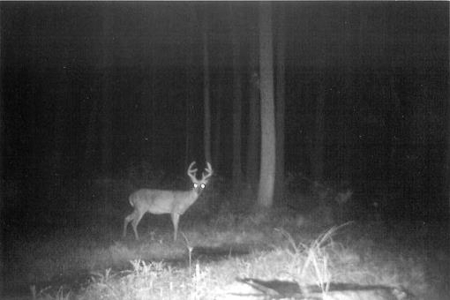 Indiana Hunting Property For Sale | Timberland - image 15