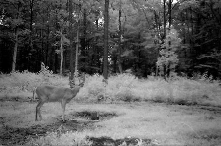Indiana Hunting Property For Sale | Timberland - image 16