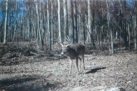 Indiana Hunting Property For Sale | Timberland - image 11