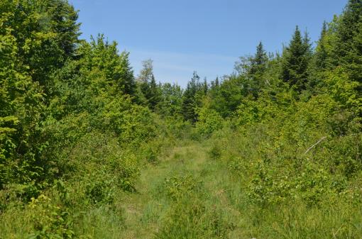 Maine Land For Sale In Ludlow Maine