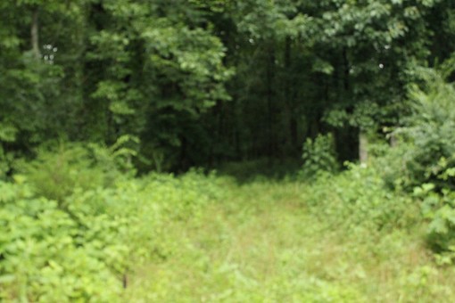 View Of Trail Entrance