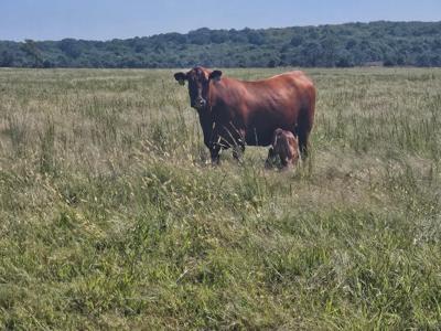 Oklahoma Cattle Ranch in Henryetta for Sale - image 43