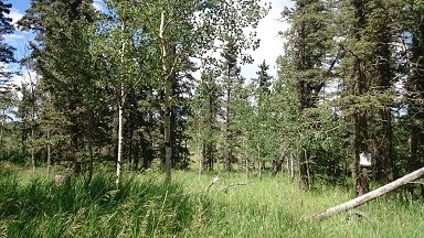 Charming Mountain Lot
